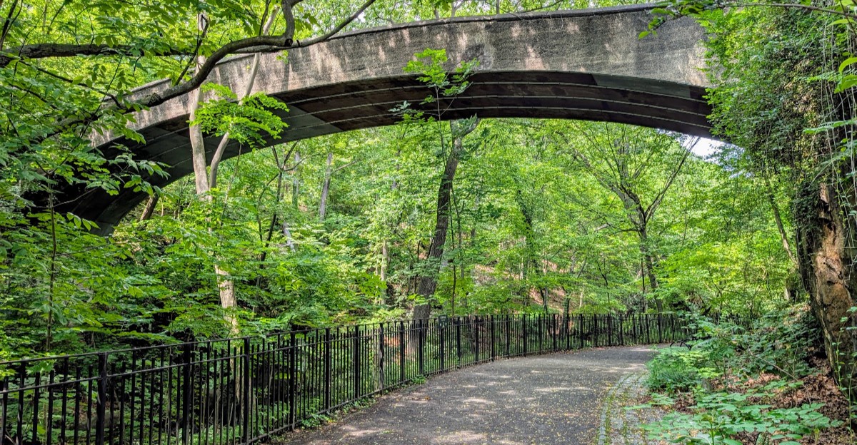 Walk Among 400-Year-Old Ancient Trees In This Remarkable New York Forest
