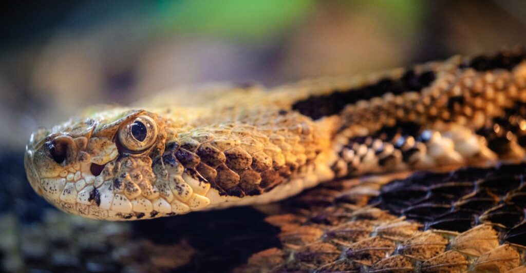 Watch Your Step: These 10 Wild New Jersey Places Have Timber Rattlesnakes