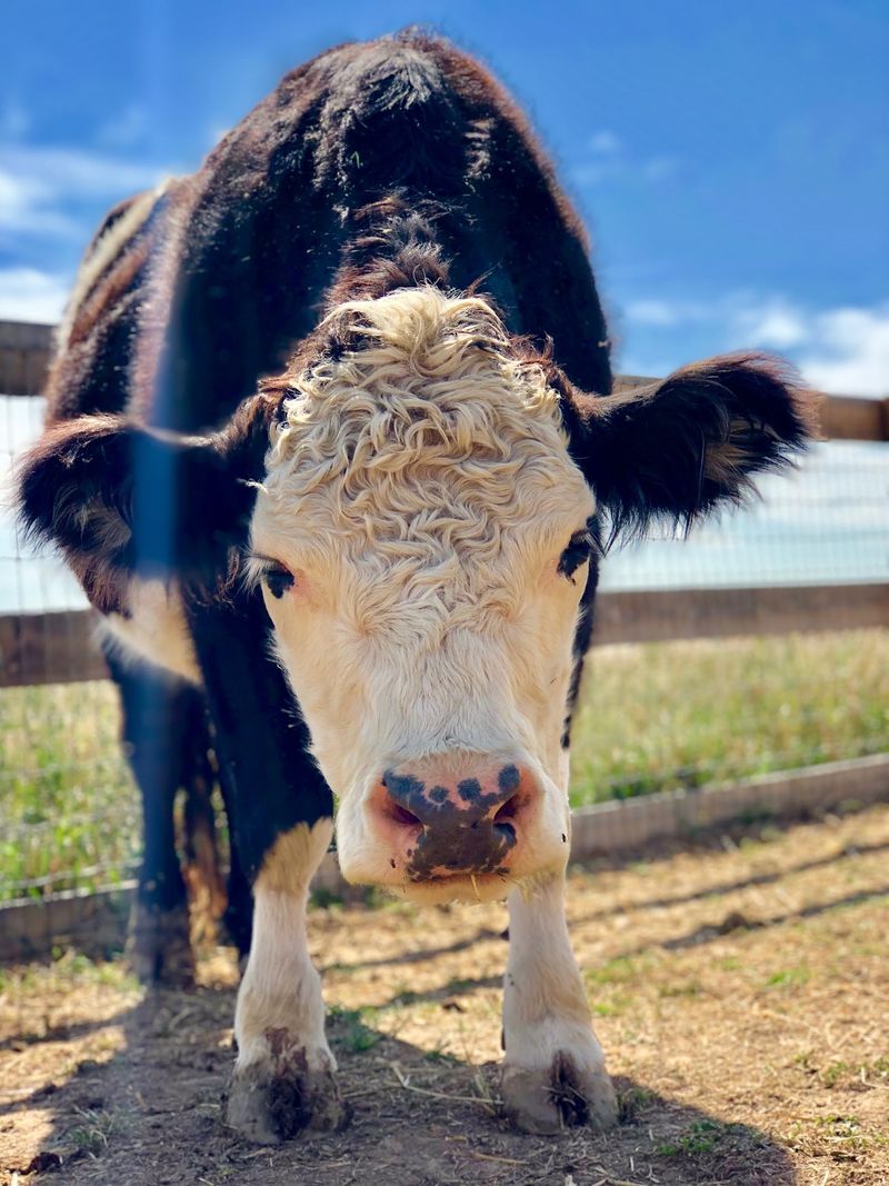 A Colorado Farm Built on Second Chances