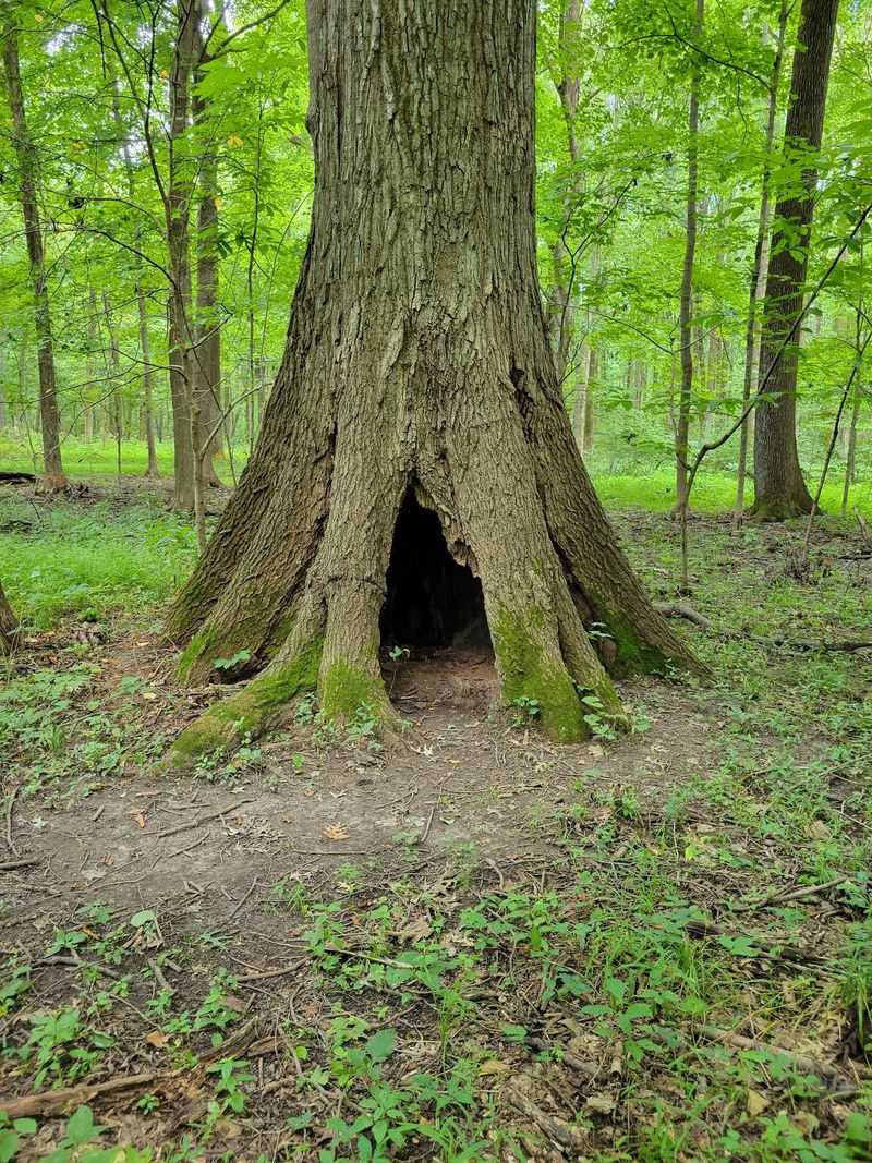 Beall Woods State Park (Mount Carmel) Beall Woods State Park (Mount Carmel)
