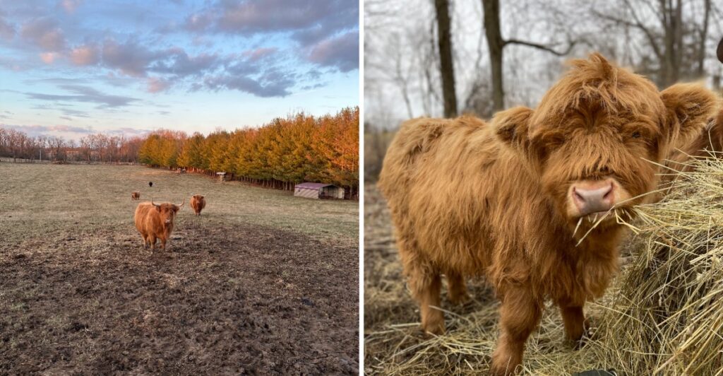 You Can Actually Pet Miniature Fluffy Cows at This Hidden Indiana Farm