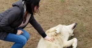 You Can Meet and Pet Wolfdogs at This New Jersey Rescue