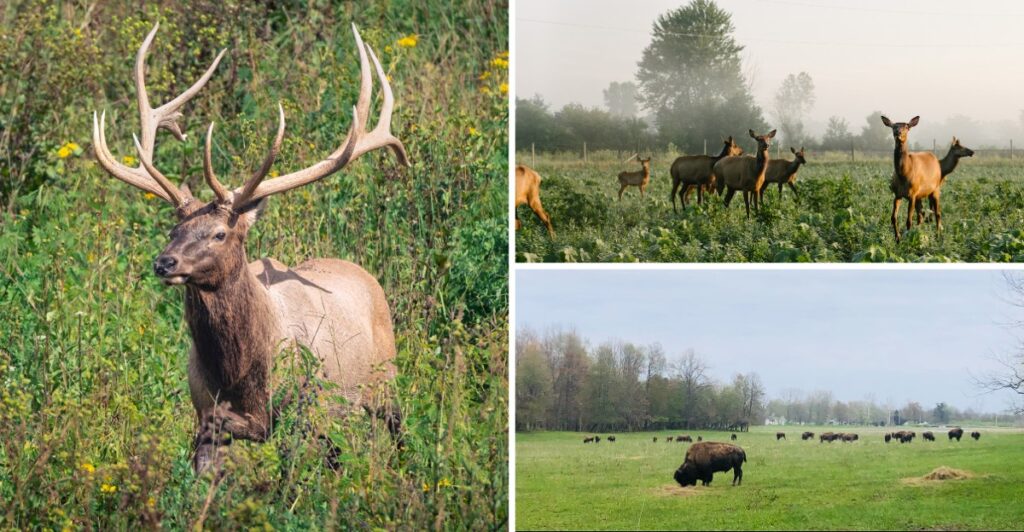 You Can Take a Wild Bison Safari in Indiana for Less Than the Price of a Latte