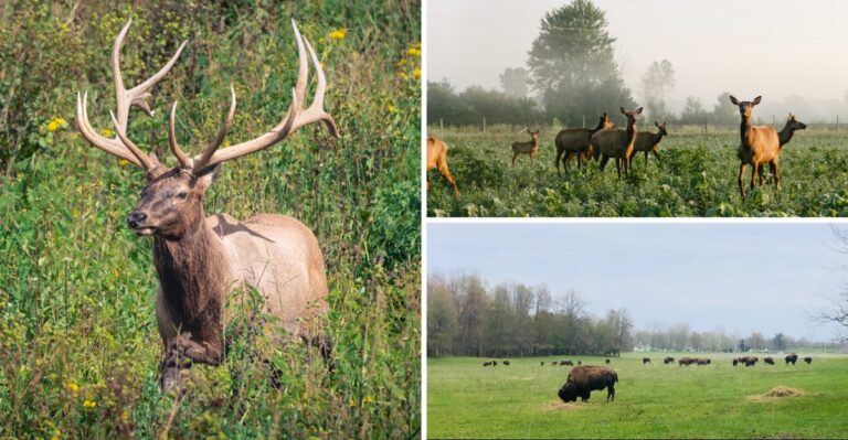 You Can Take a Wild Bison Safari in Indiana for Less Than the Price of a Latte