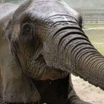 You’d Never Expect To Find This Incredible Elephant Experience In Texas