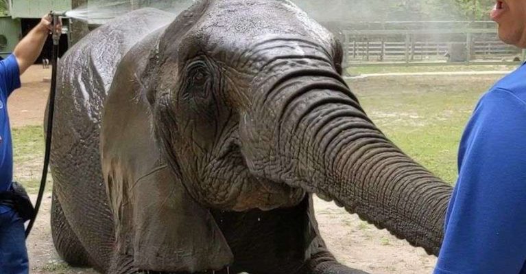 You’d Never Expect To Find This Incredible Elephant Experience In Texas