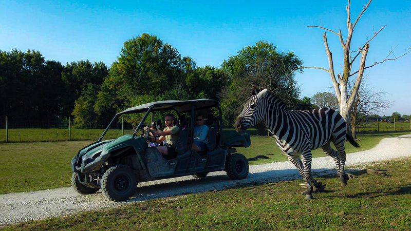 Zebras Crossing a Cornfield County Road Zebras Crossing a Cornfield County Road