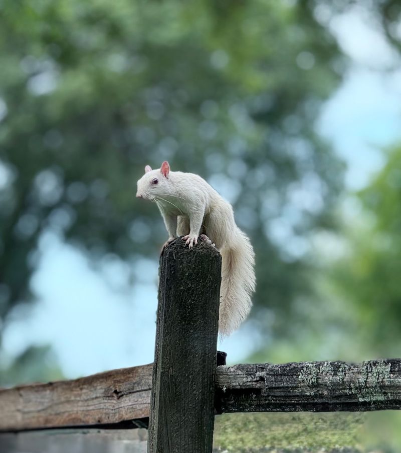 White Squirrels of Olney