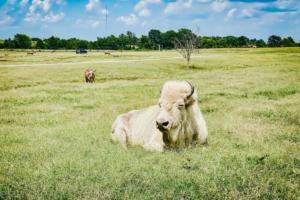 10 Drive-Through Adventures in Tennessee You Can Enjoy Without Leaving Your Car