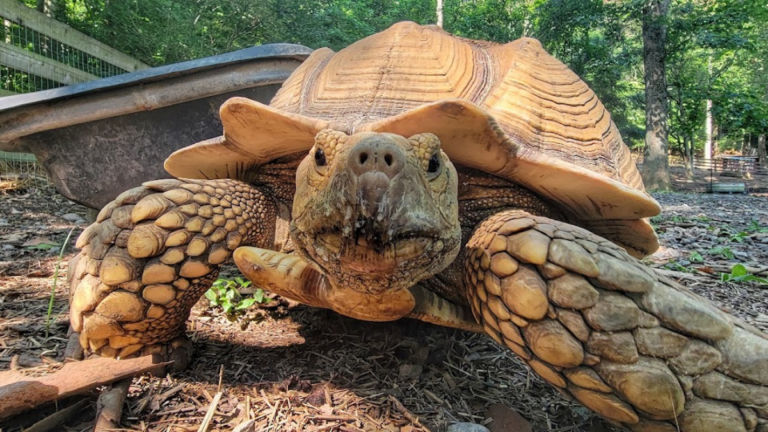 10 Tennessee Farms and Animal Sanctuaries You Can Visit for Free on Select Days