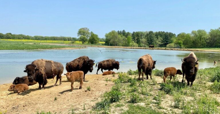 10 Illinois Spots Where You Can Hear Elk Bugle And Watch Bison Roam This Fall