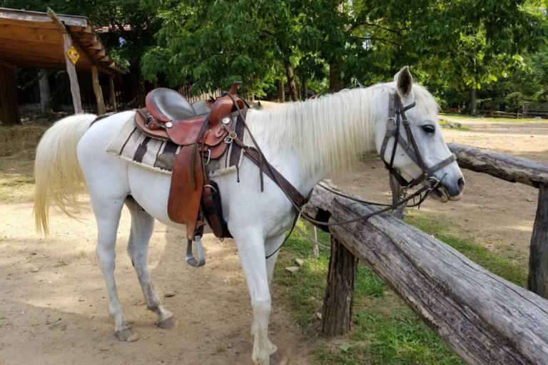11 Tennessee Ranches Where Horseback Riding Comes With Stunning Country Views