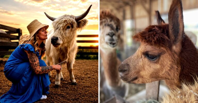 11 Illinois Farms Where You Can Pet Alpacas, Goats, And Fluffy Highland Cows
