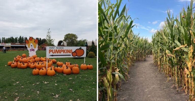 14 Illinois Pumpkin Farms Packed With Corn Mazes, Hayrides And Fall Treats