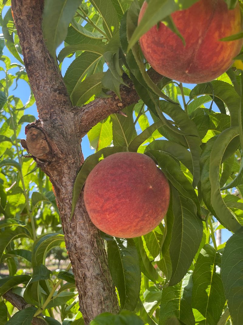 Peaches So Juicy You'll Need a Napkin Peaches So Juicy You'll Need a Napkin
