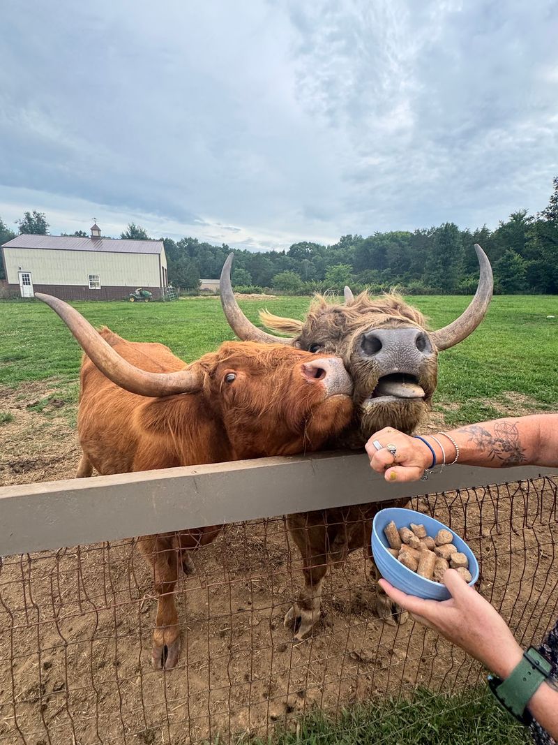 Meet Tennessee’s Fluffiest Farm Residents