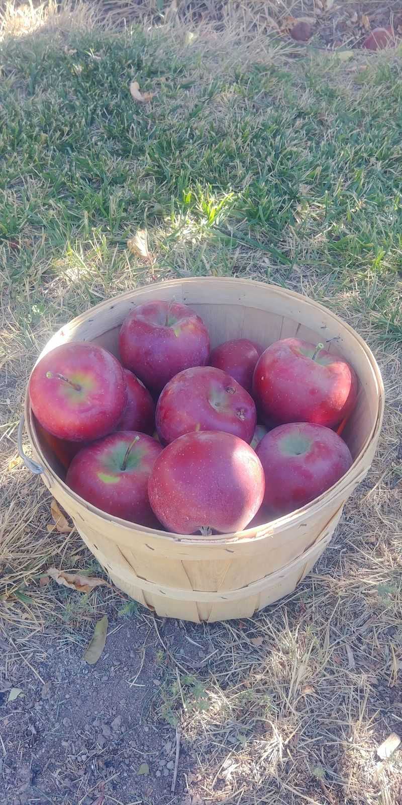 Apples, Grapes, and a Farm Stand Worth Browsing Apples, Grapes, and a Farm Stand Worth Browsing