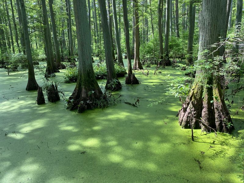 Cache River State Natural Area, Belknap, IL