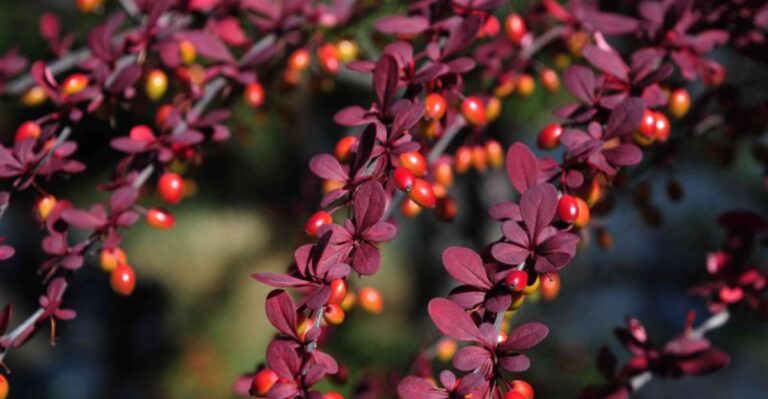 8 Stunning Trees in Pennsylvania That Keep Their Red Foliage Year-Round