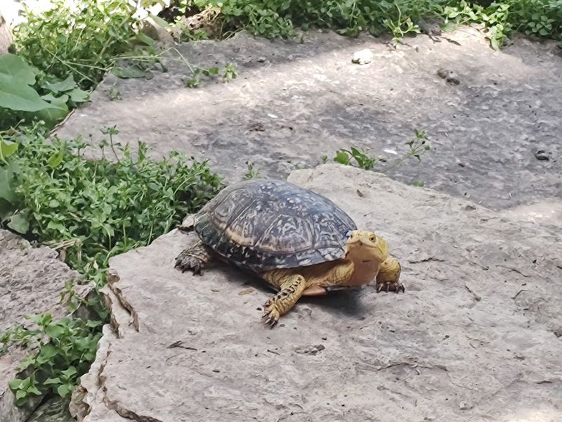 A Turtle Rescue Story That Will Make You Cheer A Turtle Rescue Story That Will Make You Cheer