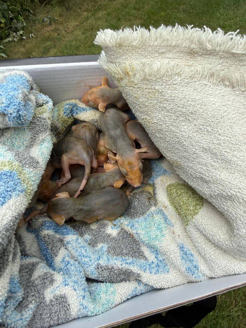 Baby Bunnies, Raccoon Families, and Over 30,000 Patients Baby Bunnies, Raccoon Families, and Over 30,000 Patients
