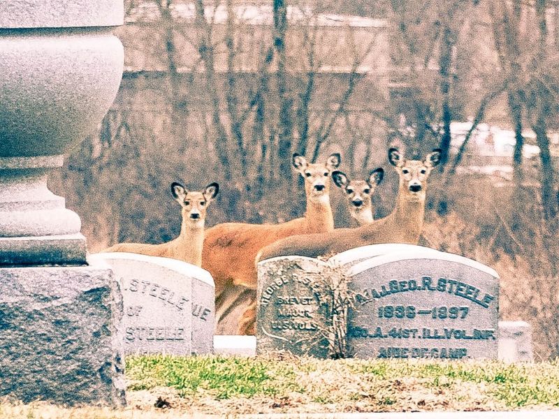 Deer, Cicadas, and Other Surprise Residents Deer, Cicadas, and Other Surprise Residents