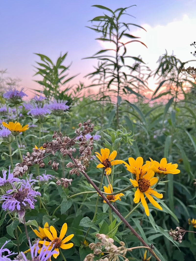 Wildflowers Steal The Show In Summer