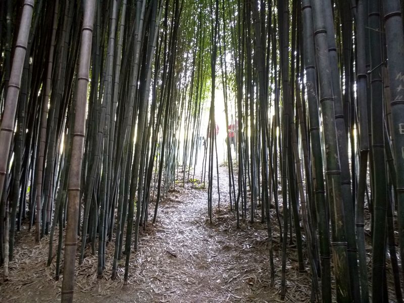 A Bamboo Forest on an Apple Farm