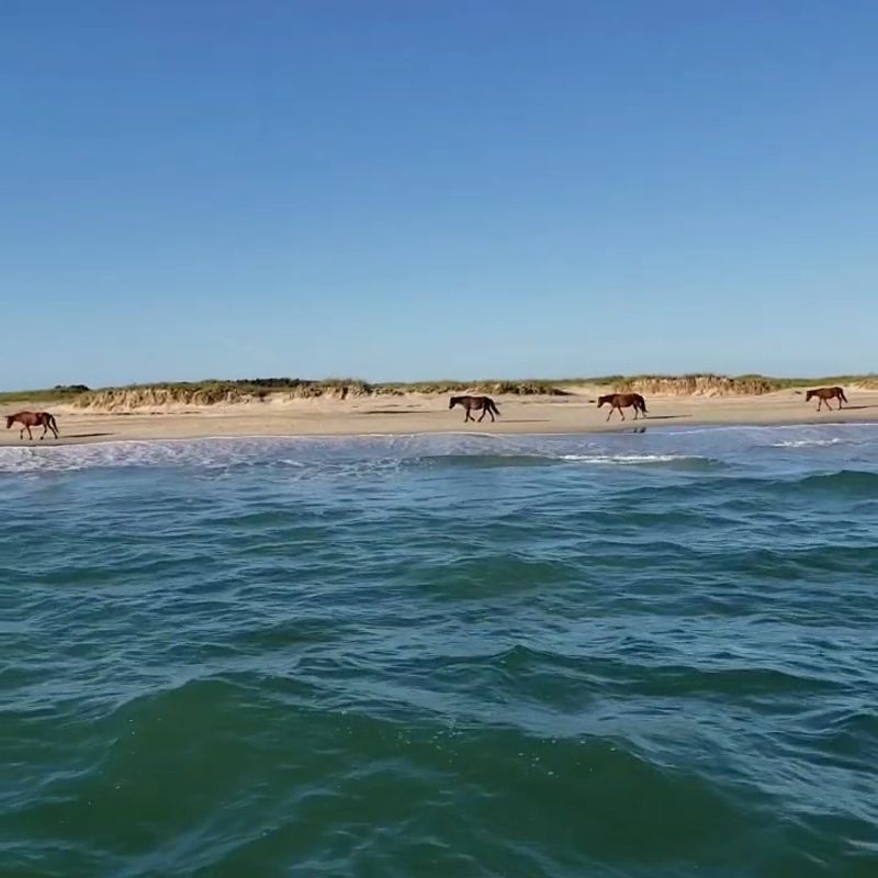 A Barrier Island With a Wild Reputation A Barrier Island With a Wild Reputation