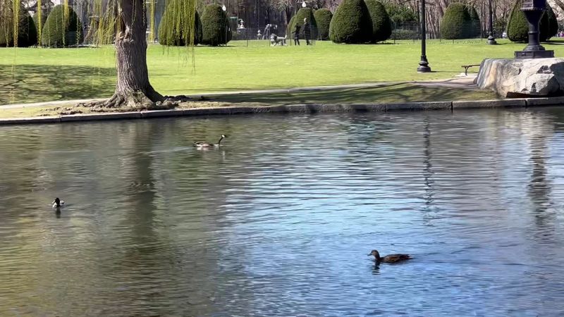 A Bronze Duck Family Steals The Show A Bronze Duck Family Steals The Show