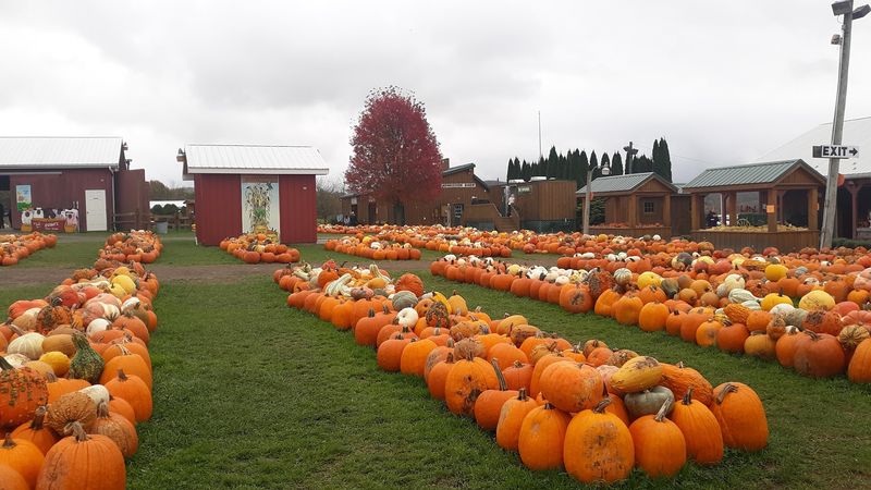 A Christmas Tree Farm Accidentally Became A Pumpkin Powerhouse