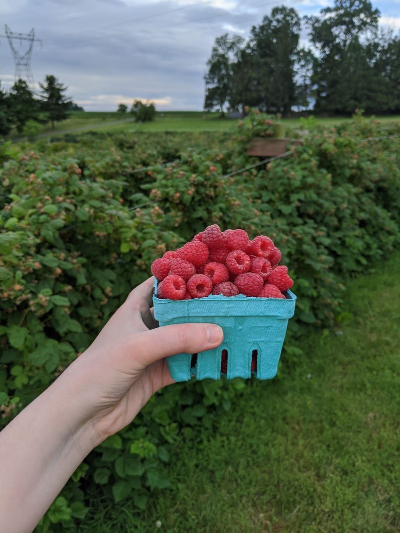 A Different Berry for Another Visit A Different Berry for Another Visit