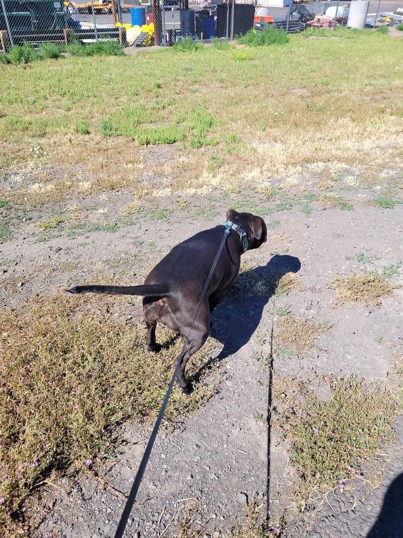 A Dog Park Worth the Detour