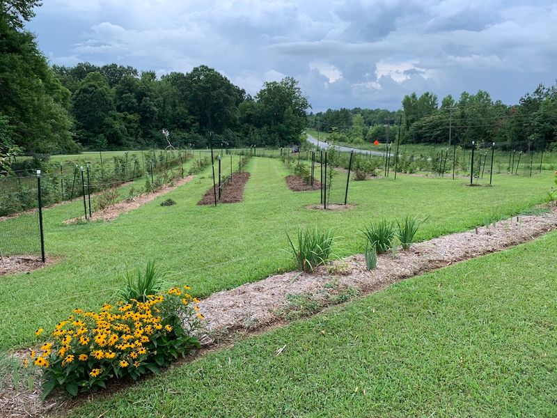 A Fig Orchard Hiding in East Charlotte