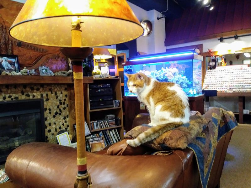 A Fireplace, a Couch, and Furry Greeters A Fireplace, a Couch, and Furry Greeters