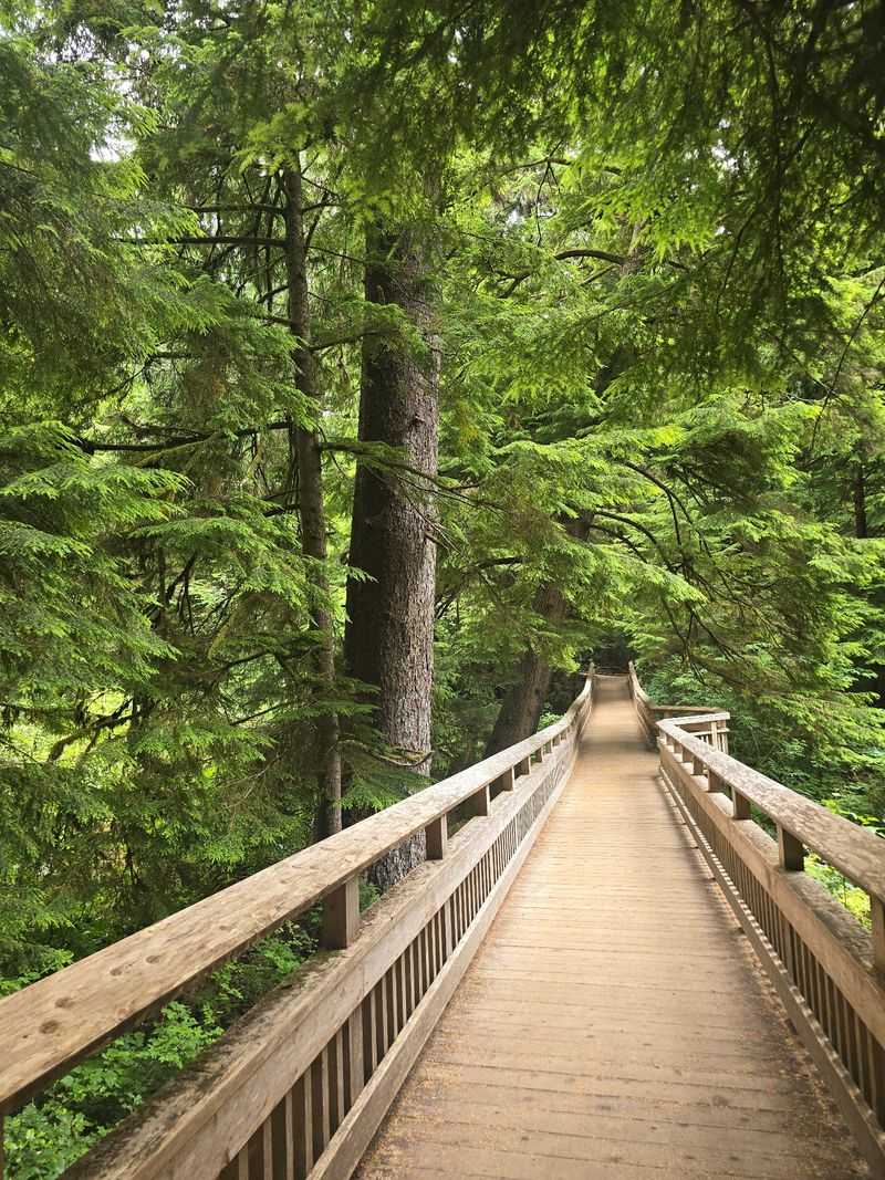 A Forest Hiding Off Highway 101
