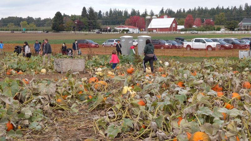 A Free-Entry Farm on Scholls Ferry Road