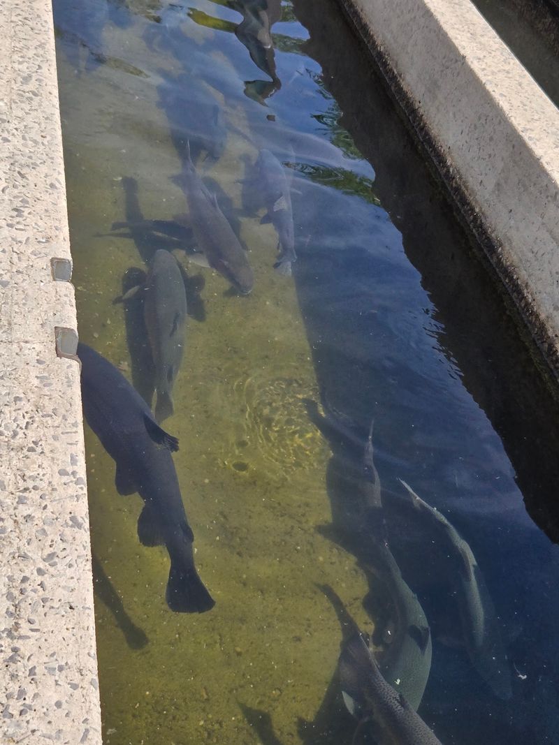 A Free Fish Show That Runs All Week Long