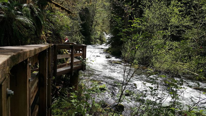 A Free Forest Escape Off Sweet Creek Road