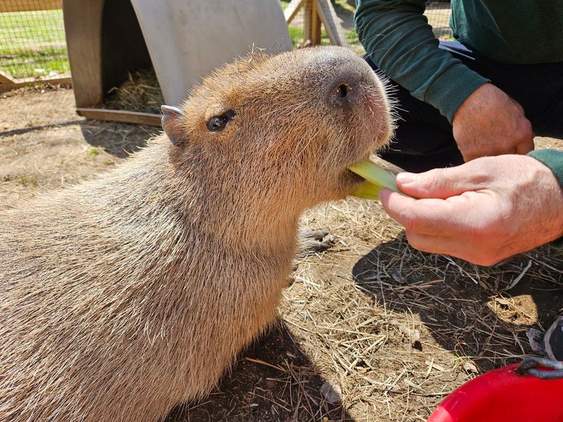 A Hands-On Zoo in Bolton