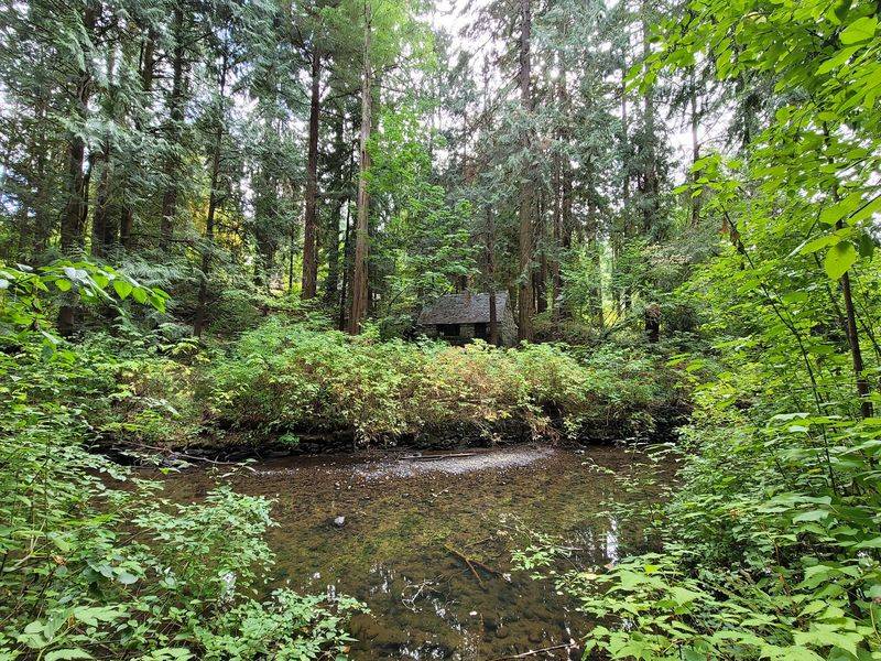 A Hidden Glade Along Johnson Creek A Hidden Glade Along Johnson Creek