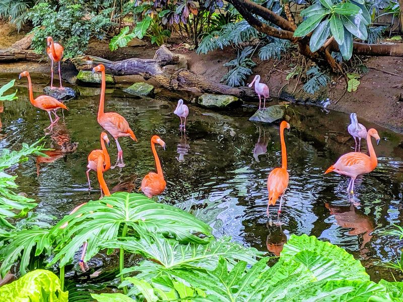 A North Side Home for 500 Birds