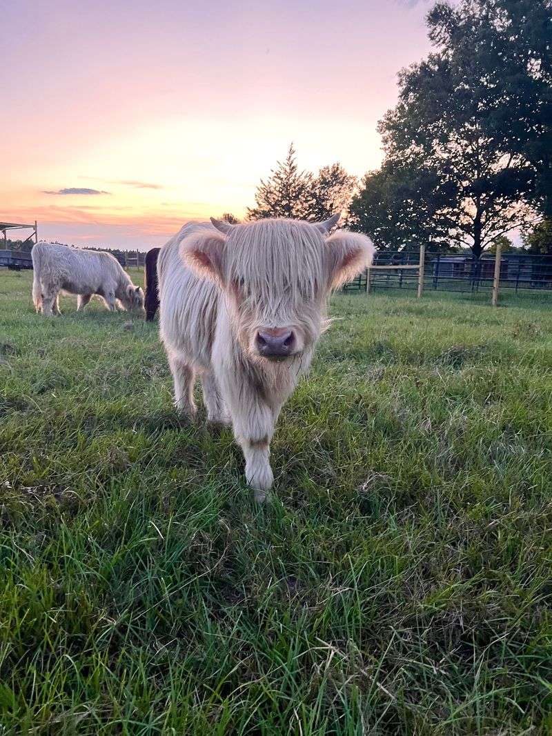 A Pasture Address Worth Saving