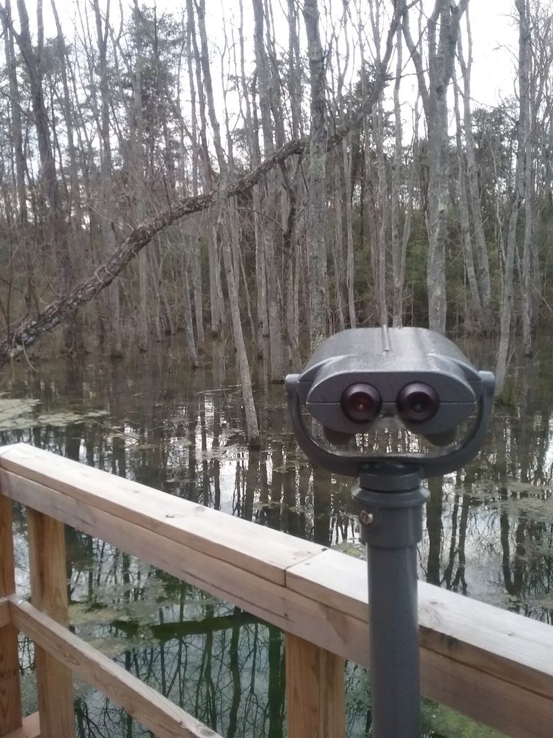 A Peaceful Pond and Wetland Bring Wildlife Into the Picture
