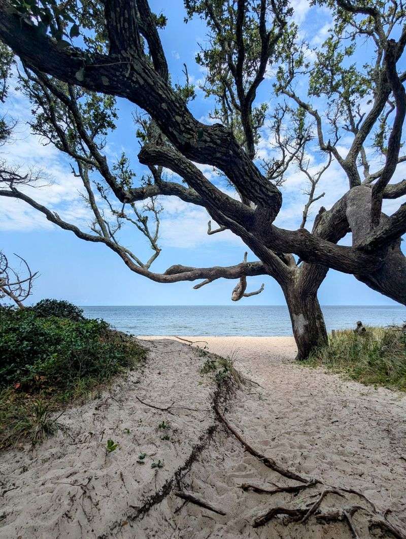 A Preserve Tucked Behind Ocracoke Village