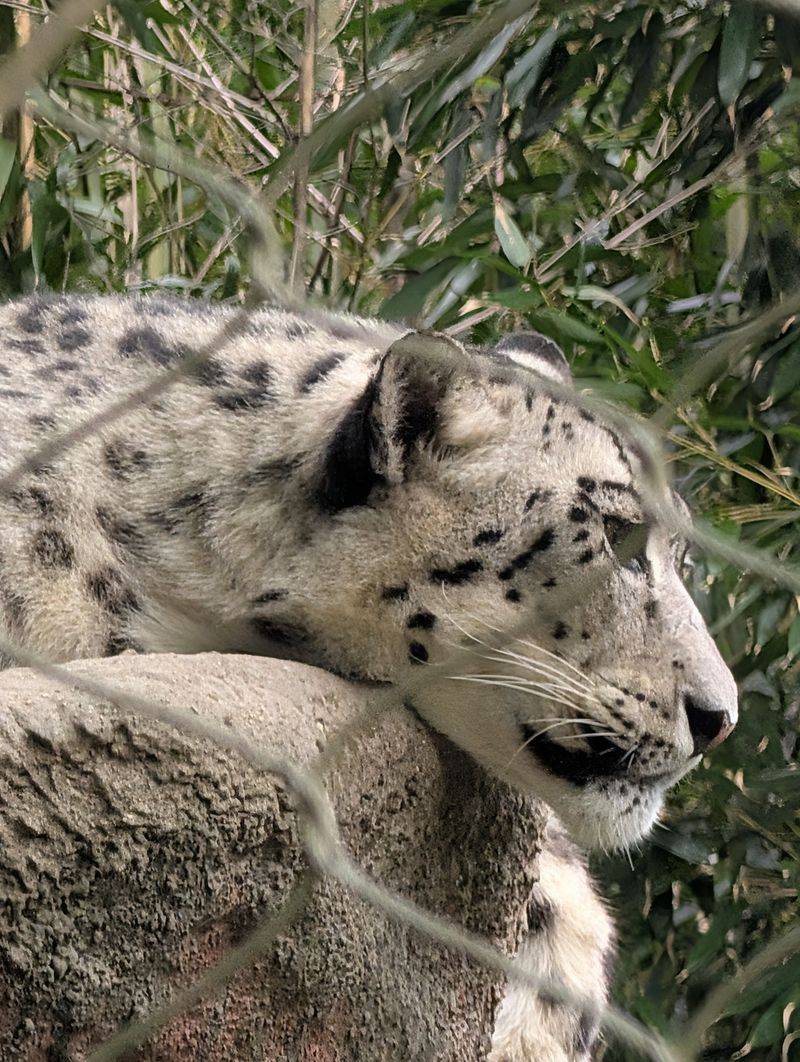 A Rare Big Cat Steals The Spotlight