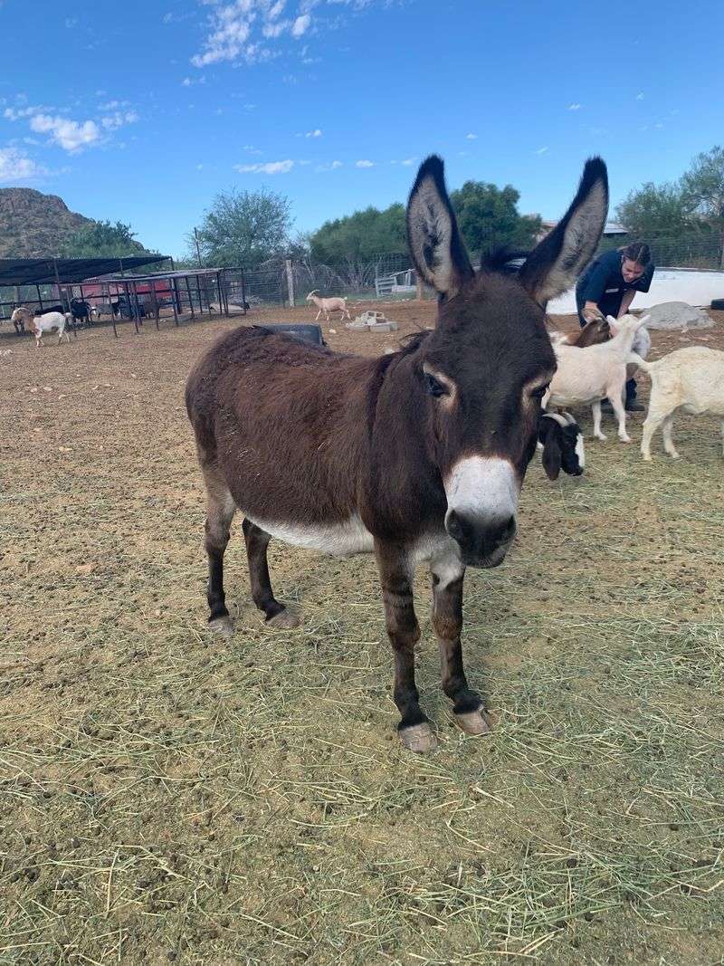 A Rescue Farm on Tucson's West Side A Rescue Farm on Tucson's West Side