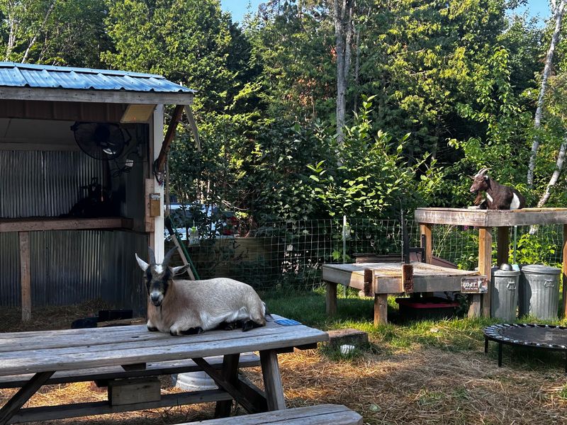 A Roadside Stop With a Backyard Surprise A Roadside Stop With a Backyard Surprise