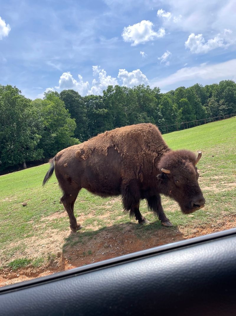 A Safari Hiding in Iredell County
