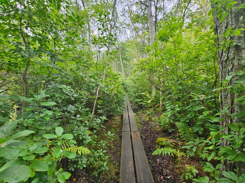 A Swamp With Magnolias? In New England? A Swamp With Magnolias? In New England?